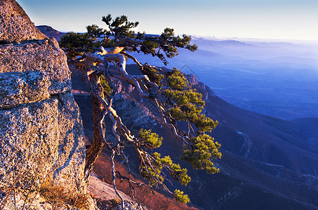山里的松树背景是克里米亚的Demerdji岩石风景季节生长石头场景蓝色生态森林天空图片