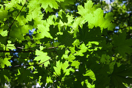 休假背景背景活力树木叶子生长绿色森林植物阳光太阳环境图片