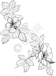 狗玫瑰野蔷薇绘画花园植物野生动物墨水生物学装饰风格雕刻图片