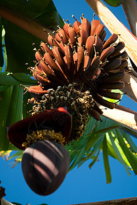 香蕉连在树上绿色植物群热带植被培育树叶气候食物生长植物图片