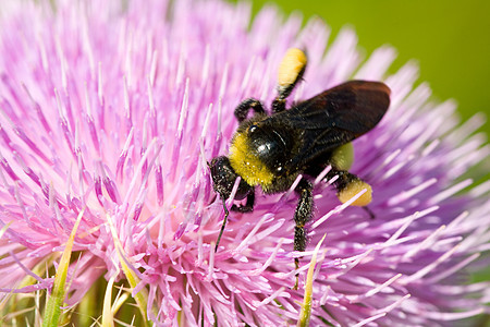 蜜蜂授粉花野生动物野外动物脆弱性动物群粉色水平主题野花花粉动物图片