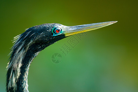 长嘴鸟或叫安欣加的帐单动物羽毛眼睛自然账单脖子野生动物图片