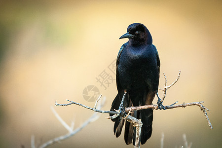 树枝上的黑鸟水平动物野外动物摄影生活主题枝条野生动物鸟类前景图片