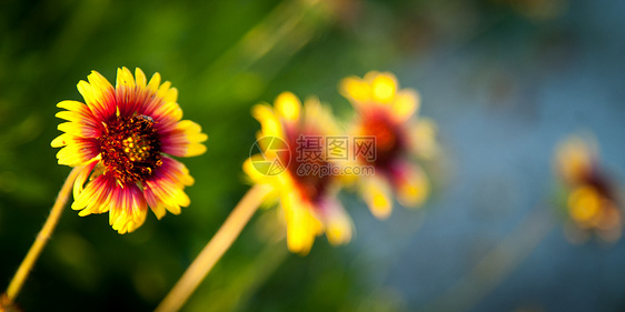 毯花花植物珍珠草前景全景叶子生命水平野花植物群花头图片