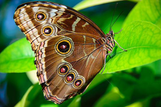 棕蝴蝶翅膀摄影昆虫棕色野外动物眼点野生动物自然纹动物叶子图片