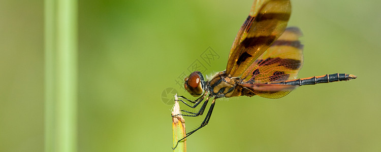 棕航班植物翅膀蜻蜓植物群昆虫动物飞行绿色外生图片