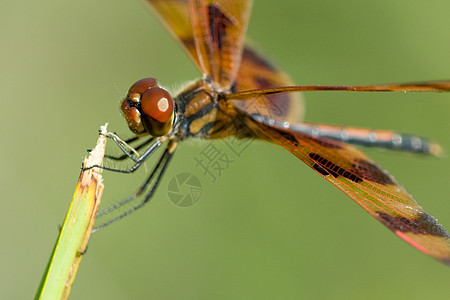 棕宏观绿色身体翅目动物植物群植物蜻蜓翅膀昆虫图片