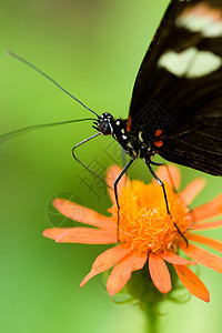 花朵上的蝴蝶触角昆虫花瓣天线红色宏观翅膀动物花粉图片