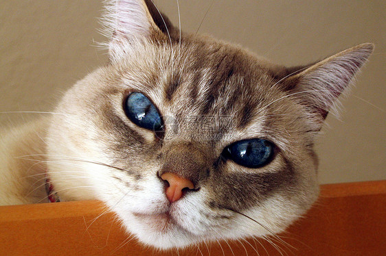 蓝眼猫休息蓝色哺乳动物动物健康宠物眼睛猫科图片