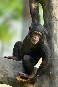 黑猩猩在树上享受戏剧动物灵长类平底锅哺乳动物乐趣图片