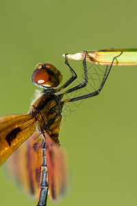 蜜蜂的特写野生动物动物群栖息前景昆虫主题脆弱性翅膀野外动物动物图片