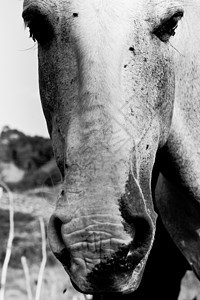 一匹马的近身摄影草食性主题鼻子食草动物黑与白哺乳动物兽头工作图片