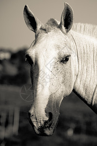 一匹马的近身哺乳动物农场主题动物草食性前景食草兽头场地摄影图片