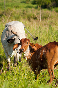 牛牛放牧农场家畜农业主题阳光牧场食草哺乳动物阴影奶牛图片