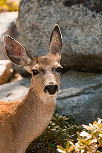 鹿类肖像鹿科动物岩石肩膀警觉巨石哺乳动物图片