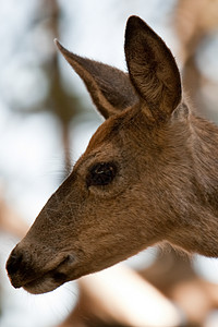 鹿类肖像农村鹿科女性警报野生动物耳朵动物反刍动物图片