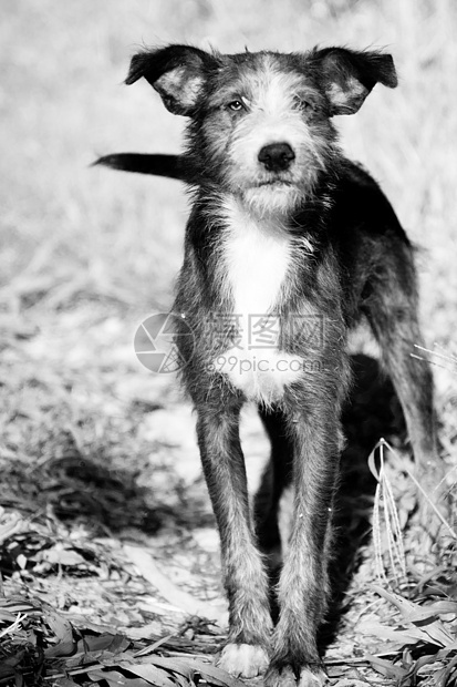 狗黑与白摄影宠物警觉忠诚动物哺乳动物家畜图片