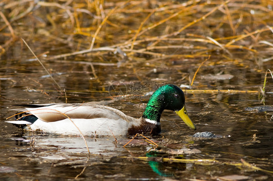 躲在湖中动物群生活野外动物鸟类游泳主题水鸟摄影鸭子水平图片