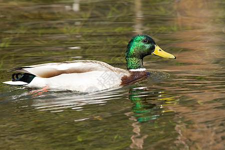 躲在湖中鸭子主题水平游泳鸟类摄影野生动物生活水鸟动物群图片