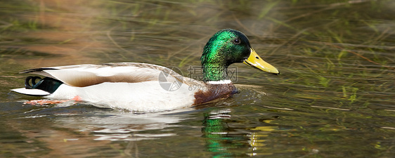 躲在湖中主题动物全景鸭子游泳动物群鸟类摄影生活水平图片