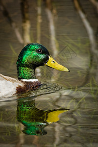 躲在湖中游泳动物鸭子摄影动物群生活主题鸟类水鸟野生动物图片