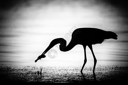 Egret 渔获鱼食物白鹭池塘搜索插图黑与白濒危日落生活鸟类图片