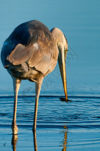 Egret 渔获鱼鸟类反射动物群动物食物物种水鸟摄影羽毛搜索图片