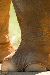 大象脚皮肤野生动物脚趾荒野动物指甲背景图片