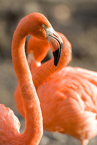 火烈鸟动物群橙子动物主题野生动物鸟类野外动物生命摄影前景图片