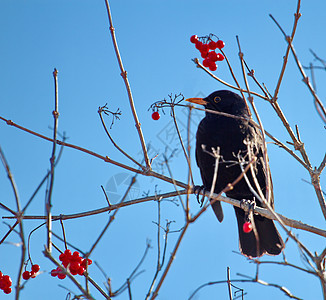 黑鸟在树枝上鸟类水果尾巴歌手枝条风景野生动物荒野公园蓝色图片