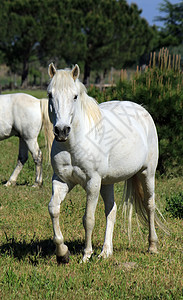 法国卡马格的马匹传统头发场地动物公园沼泽地自由草地蓝色农场图片