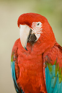 Macaw 硬体野生动物鸟类生命物种前景金刚鹦鹉摄影动物濒危生活图片
