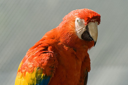 Macaw 硬体鹦鹉水平前景金刚鹦鹉异国动物物种生活情调濒危图片