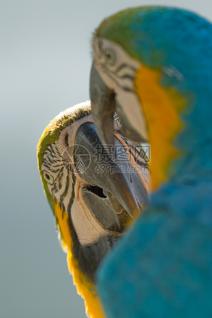 Macaws 面锯动物物种生命鸟类濒危摄影野外动物生活情调动物群图片