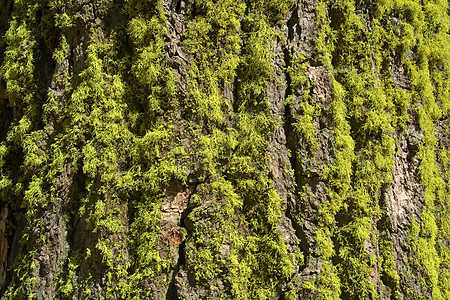 在树上撒毛苔藓水平树干生长摄影地衣绿色图片