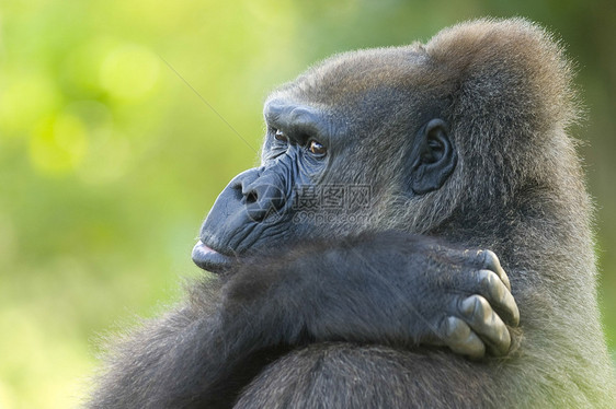 老大猩猩老年人科绿色大猩猩肩膀动物黑色哺乳动物野生动物图片