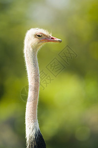 斯特里希脖子野外动物生命鸵鸟主题兽头鸟类动物群野生动物摄影背景图片