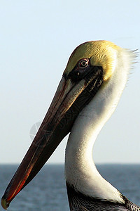 Pelican 画像水鸟波峰动物脖子海洋羽毛蓝色黄色野生动物海鸟图片