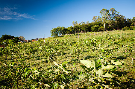在无花果种植园工作的人晴天生长工人耕地农民工饮食田园摄影场景农民图片