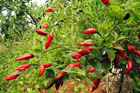 辣椒厂烹饪园艺栽培植物红色花园果园香料水果蔬菜图片