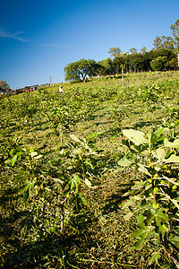 在无花果种植园工作的人健康饮食饮食水果生长耕地植物栽培场景工人农村图片