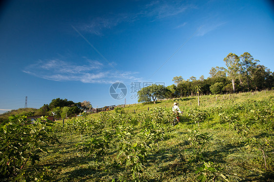 在无花果种植园工作的人摄影耕地健康饮食场景风光农业农民工人植物农场图片