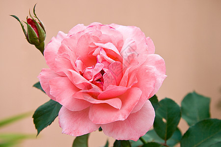 粉红玫瑰盛开粉色花瓣树叶工作室叶子多叶图片