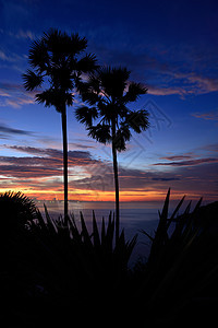棕榈树糖海岸天空风景糖棕棕榈日落叶子背景图片