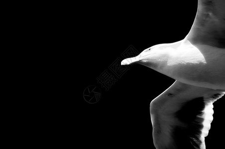 海鸥飞行海鸟视图黑与白翅膀低角度野生动物码头天空生命背景图片