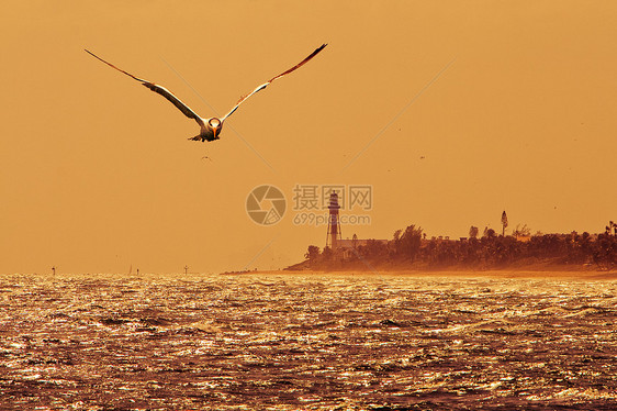 海鸥飞越Deerfield海滩上空图片