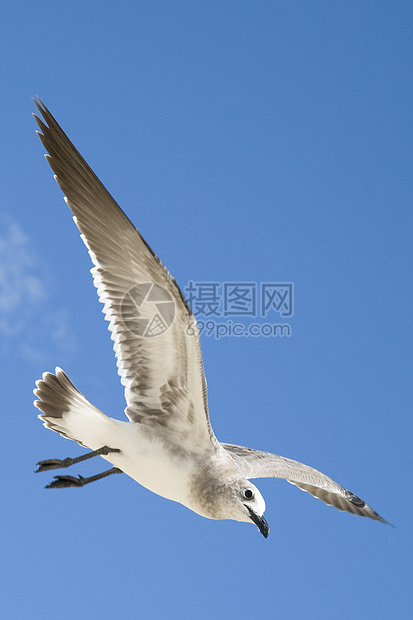 正在飞行的海鸥天空动物群低角度运动摄影生命动物生活鸟类海鸟图片