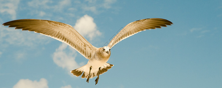 正在飞行的海鸥低角度视图天空动物翅膀生命生活海鸟全景摄影图片