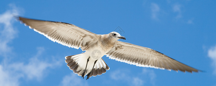 正在飞行的海鸥羽毛天空生活海鸟摄影动物视图鸟类动物群生命图片