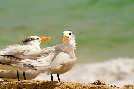 海鸥野生动物水平野外动物动物海洋前景鸟类海滩摄影生活图片